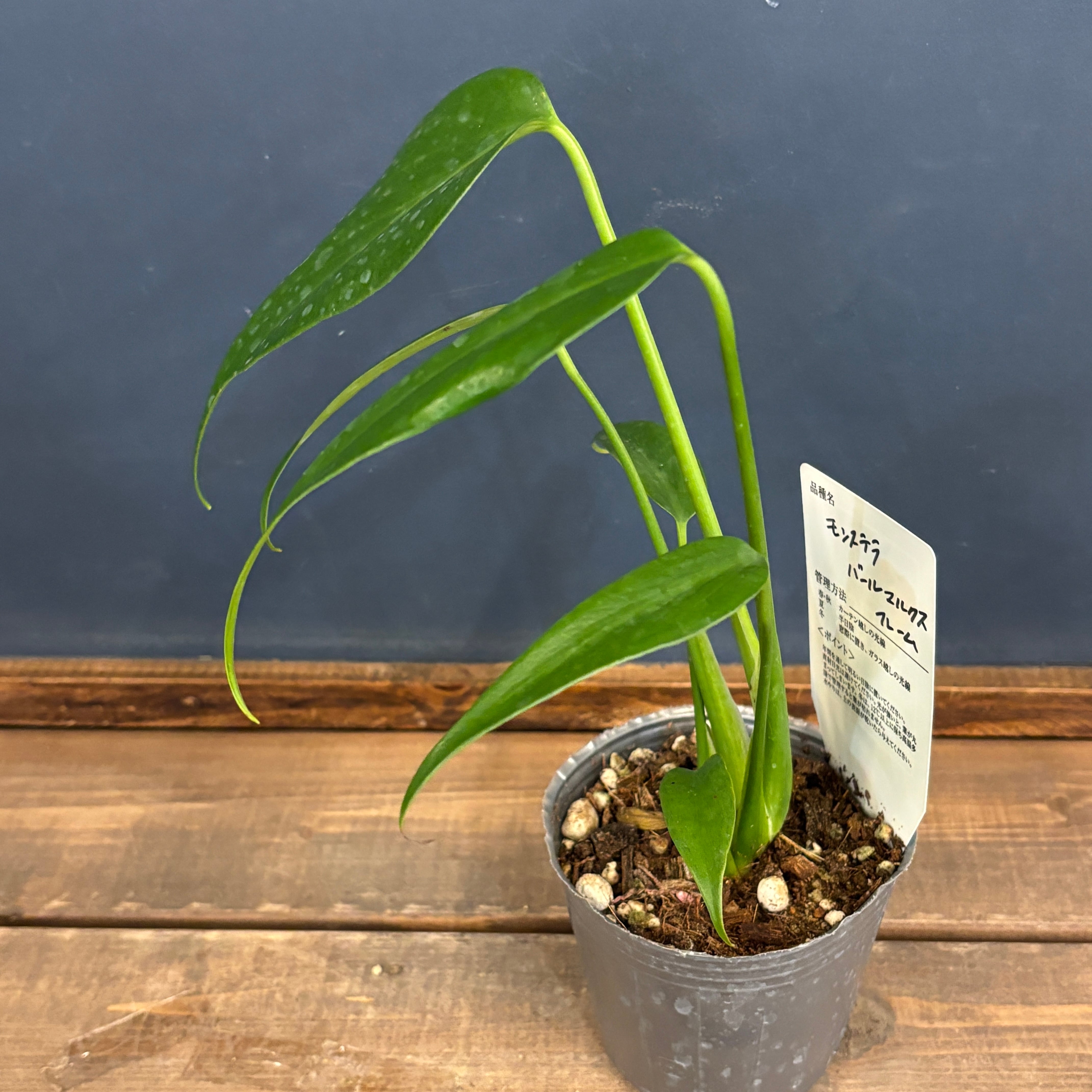 モンステラ バールマルクスフレーム【662】 | PROTOLEAF プロトリーフ