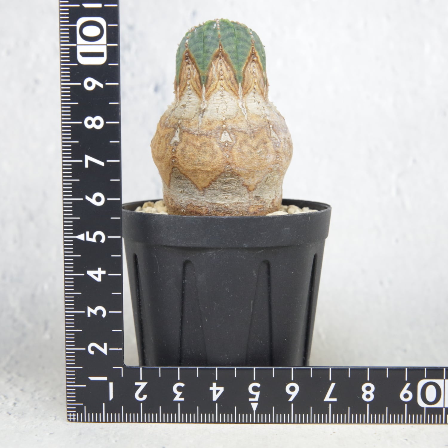 メス株【厳選株】白木 木質化 美模様 マイクロ マウンテン オベサ