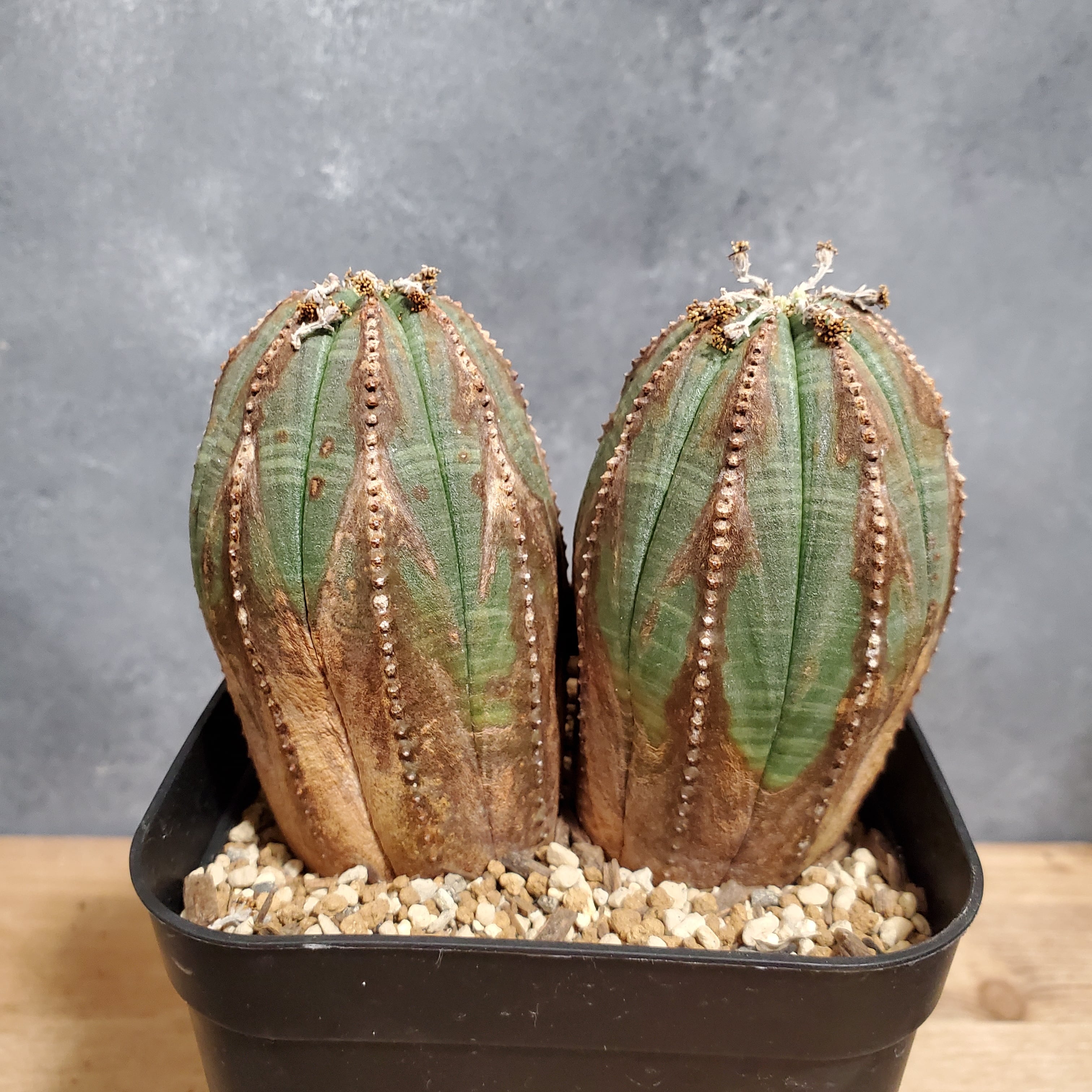 2頭タイプ!!】オス株 Euphorbia Obesa ユーフォルビア オベサ 木質化