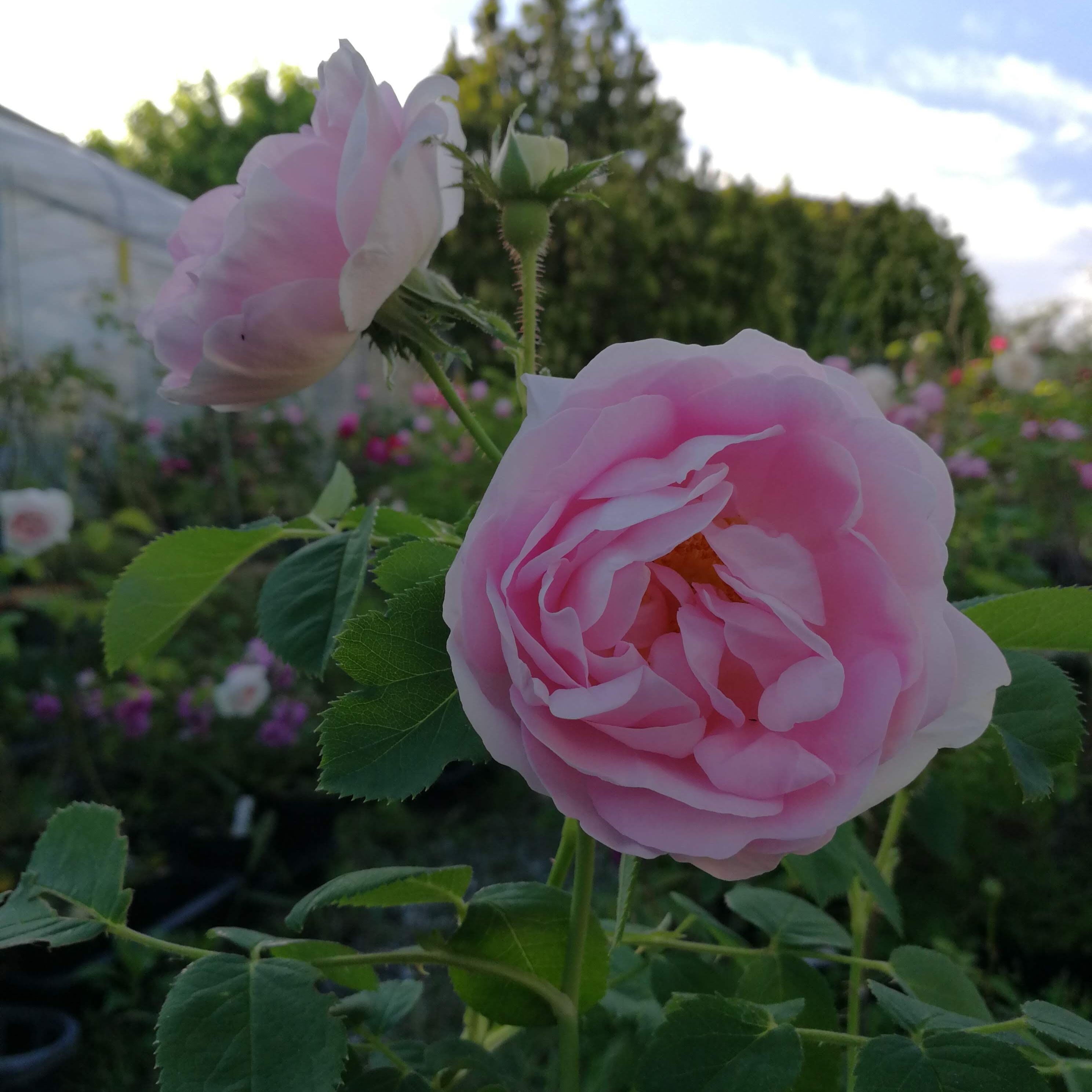 セレスティアル | 天空のバラ園(無農薬バラ苗・花苗・クレマチス
