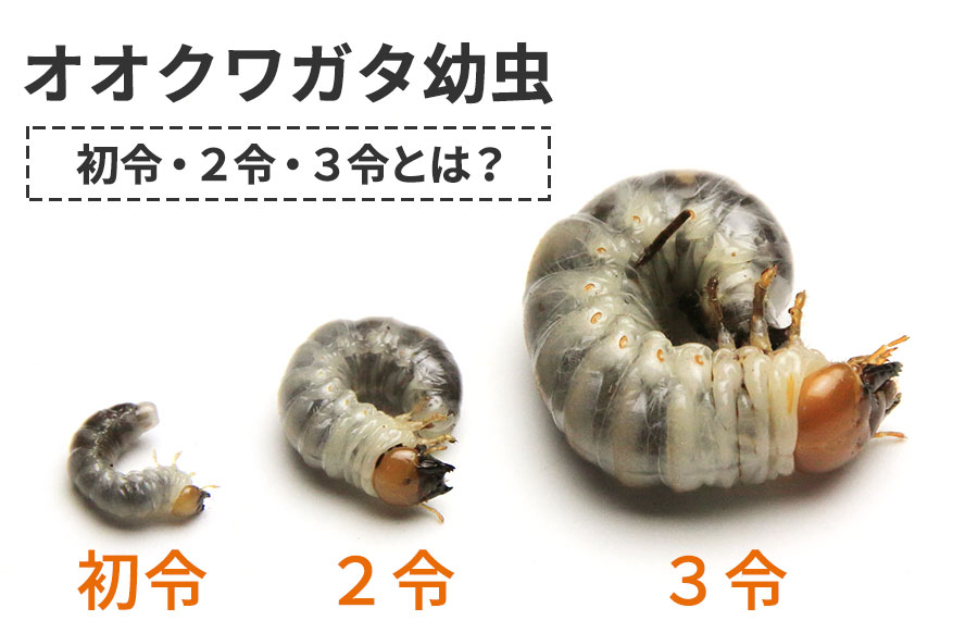オオクワガタ幼虫 初令・2令・3令とは？見分け方や成長期間について