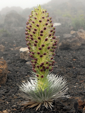 シルバーソード パワーオブフラワーヒーリング ブレンドエッセンス