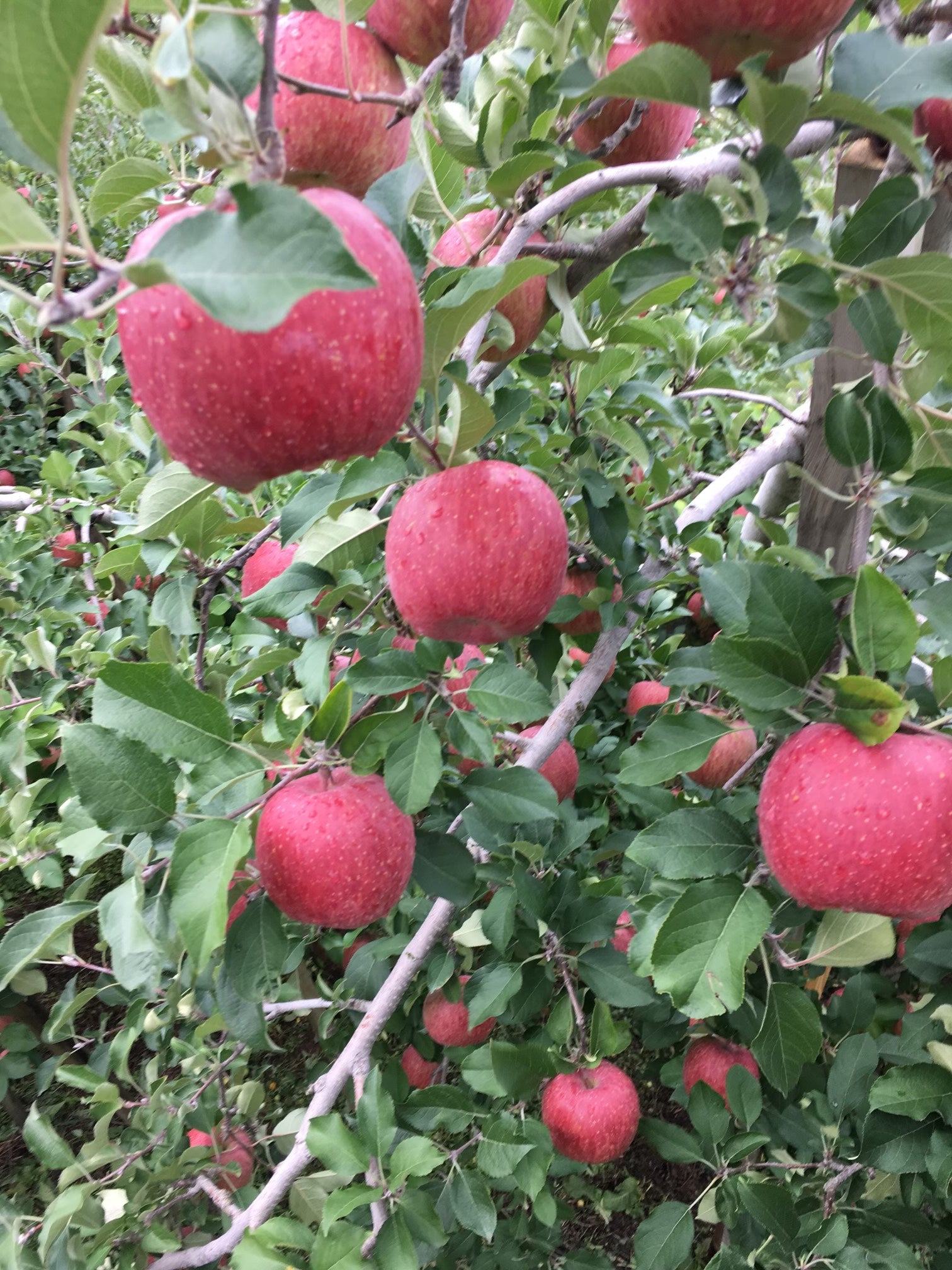 信州産シナノスイート – 浅野屋オンラインショップ