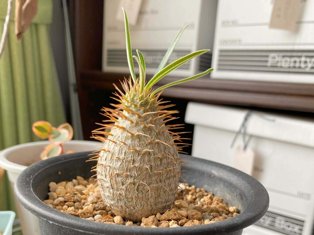 実生7年目パキポディウム・グラキリスの成長記録2016年播種