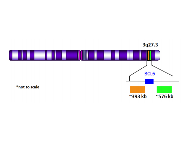 BCL6 Break Apart (Orange/Green) - Biocare Medical