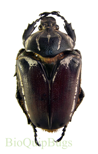 Goliathus goliatus - BioQuipBugs