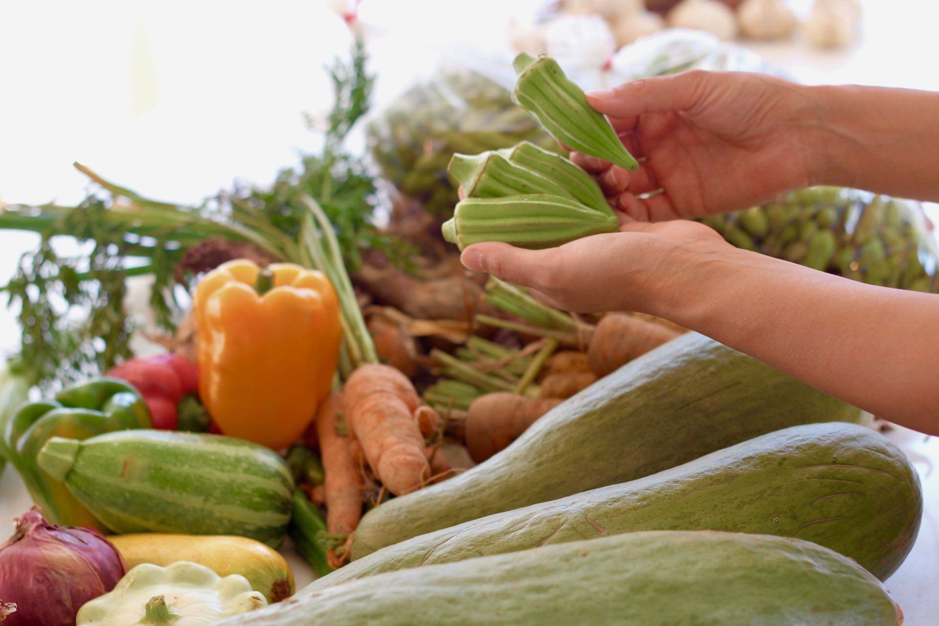 Avenir 本田真由美 | BIASTRA