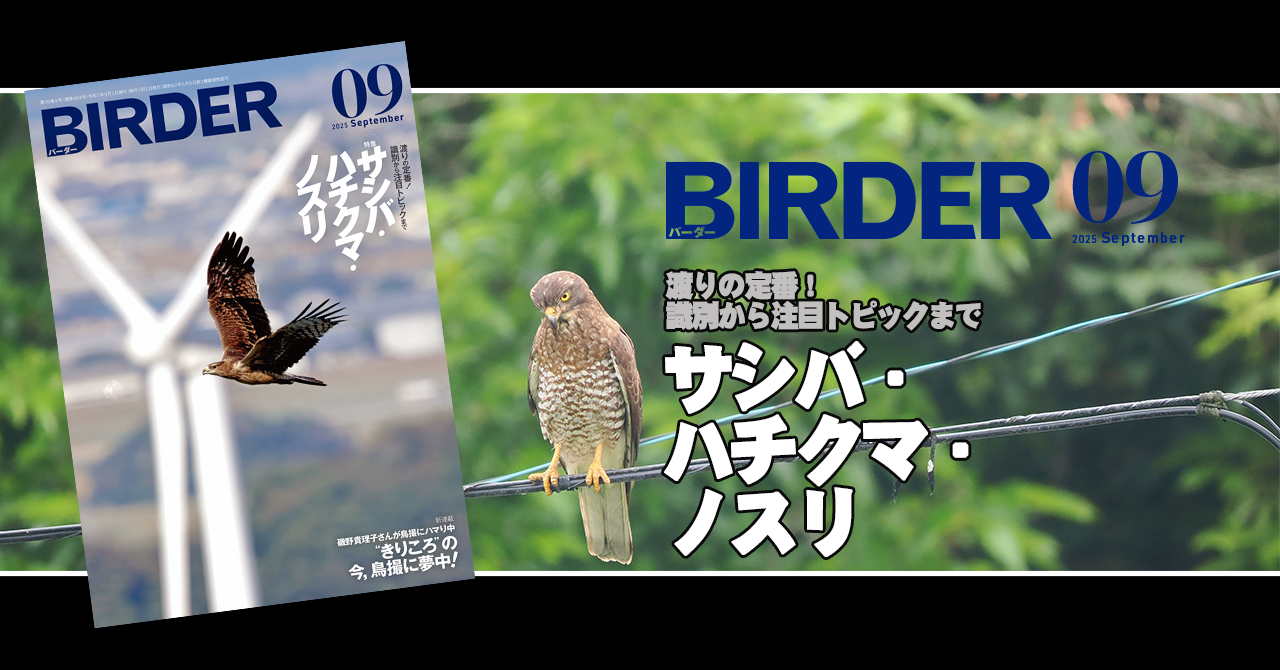 BIRDER9月号の見どころ