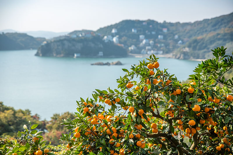 C107 バラのミカン畑 新刊セット 横山いしみ 会場限定 豊富な，HOT