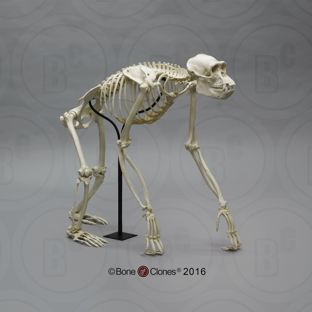 Articulated Chimpanzee Skeleton - Bone Clones - Osteological