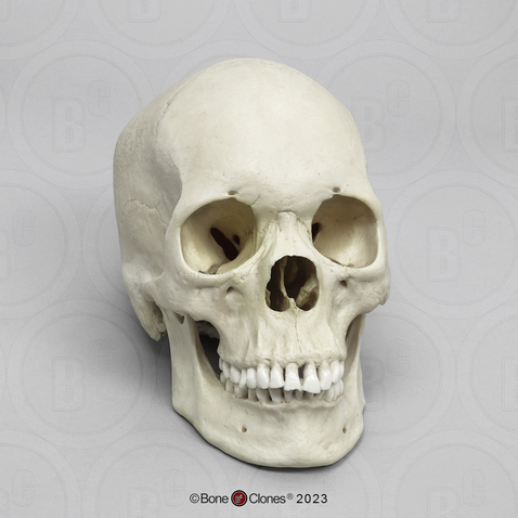 Human Female Asian Skull - Bone Clones - Osteological Reproductions