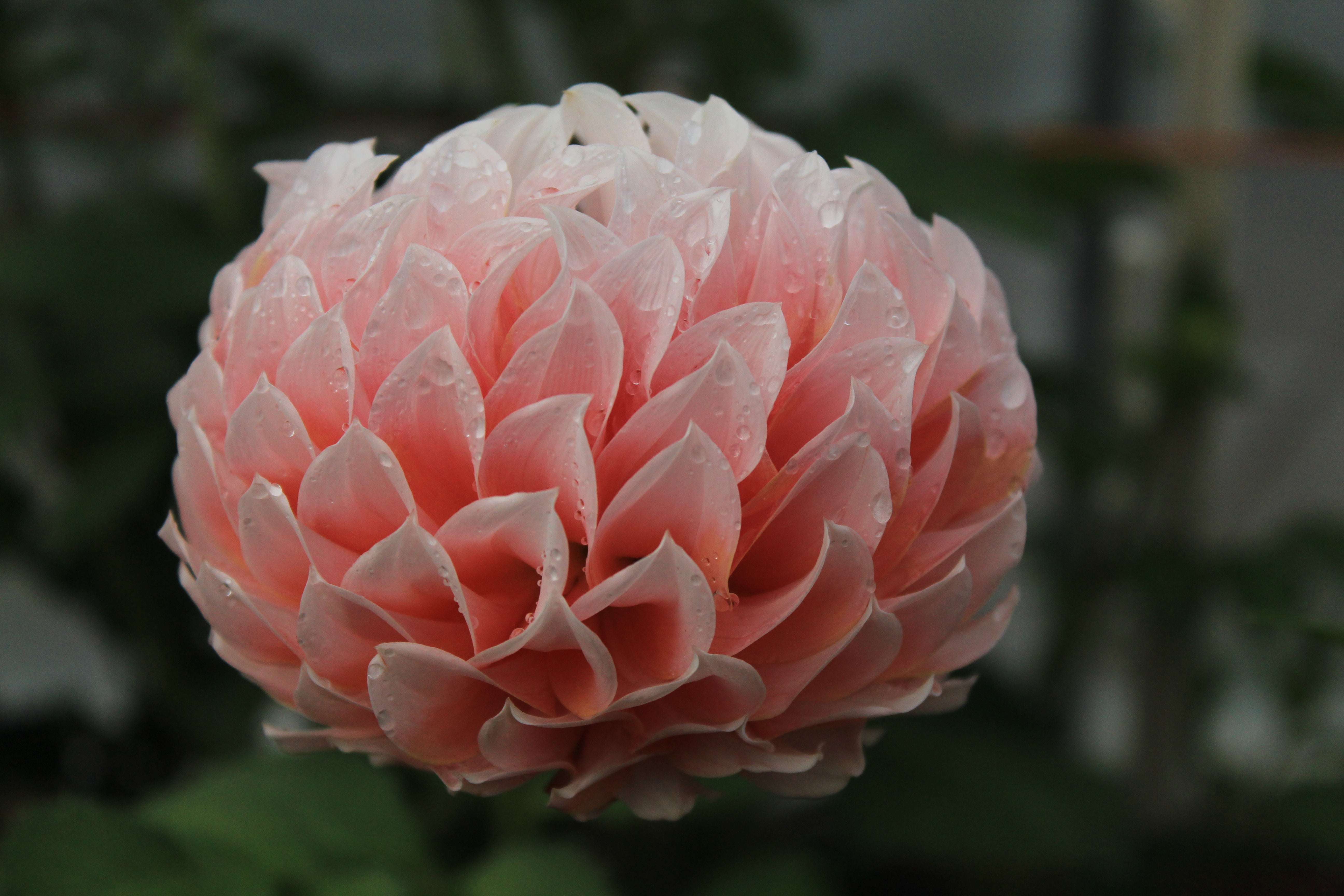 Peaches-N-Cream – Bonny Blooms