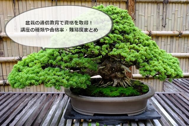 竹鳳 焼締変形盆栽鉢 貴風盆栽 小品盆栽 文人木 寄せ植え 山野草 竹鳳