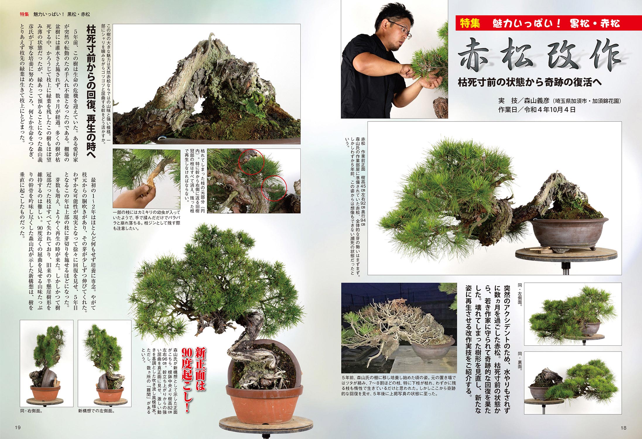 月刊「近代盆栽」2023年7月号 | 盆栽、盆栽書籍、盆栽鉢の通販│近代出版