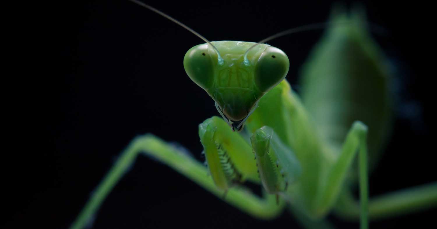 巨大カマキリvs.寄生虫vs.人間 荻原浩『楽園の真下』で、最後に