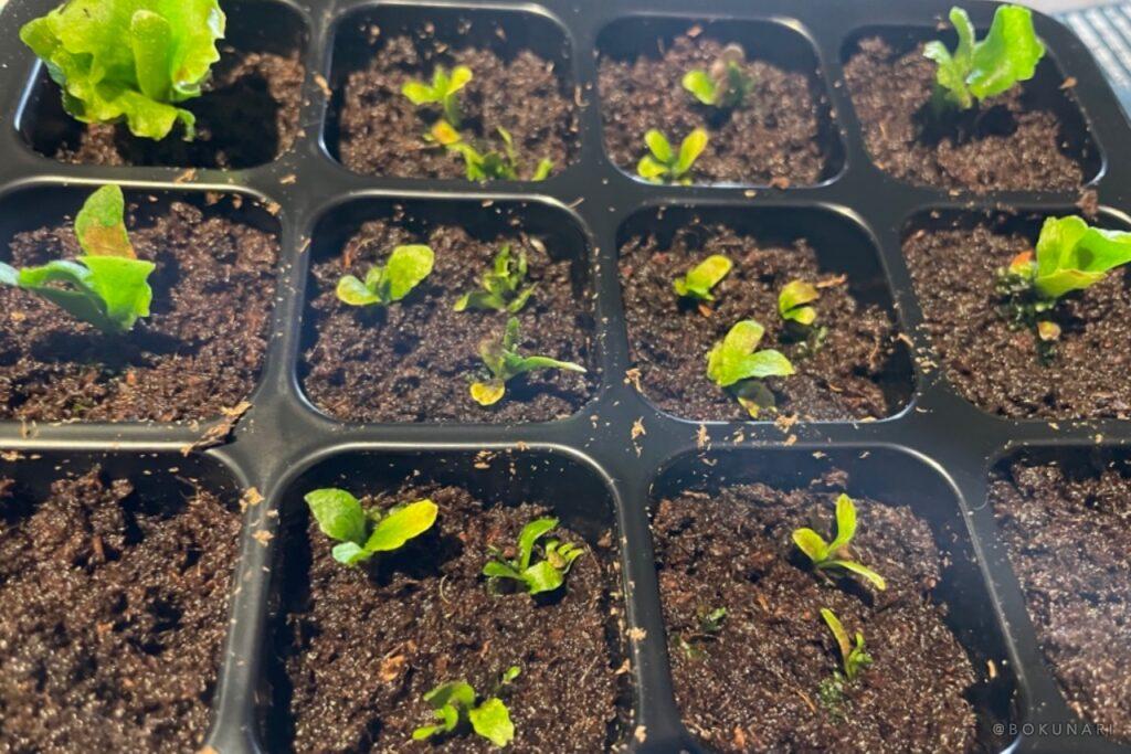 ビカクシダ「P. Ginka」胞子培養から1年の記録。OC株からのDNAを繋ぐ。