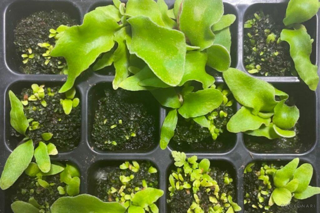 ビカクシダ「P. Ginka」胞子培養から1年の記録。OC株からのDNAを繋ぐ。