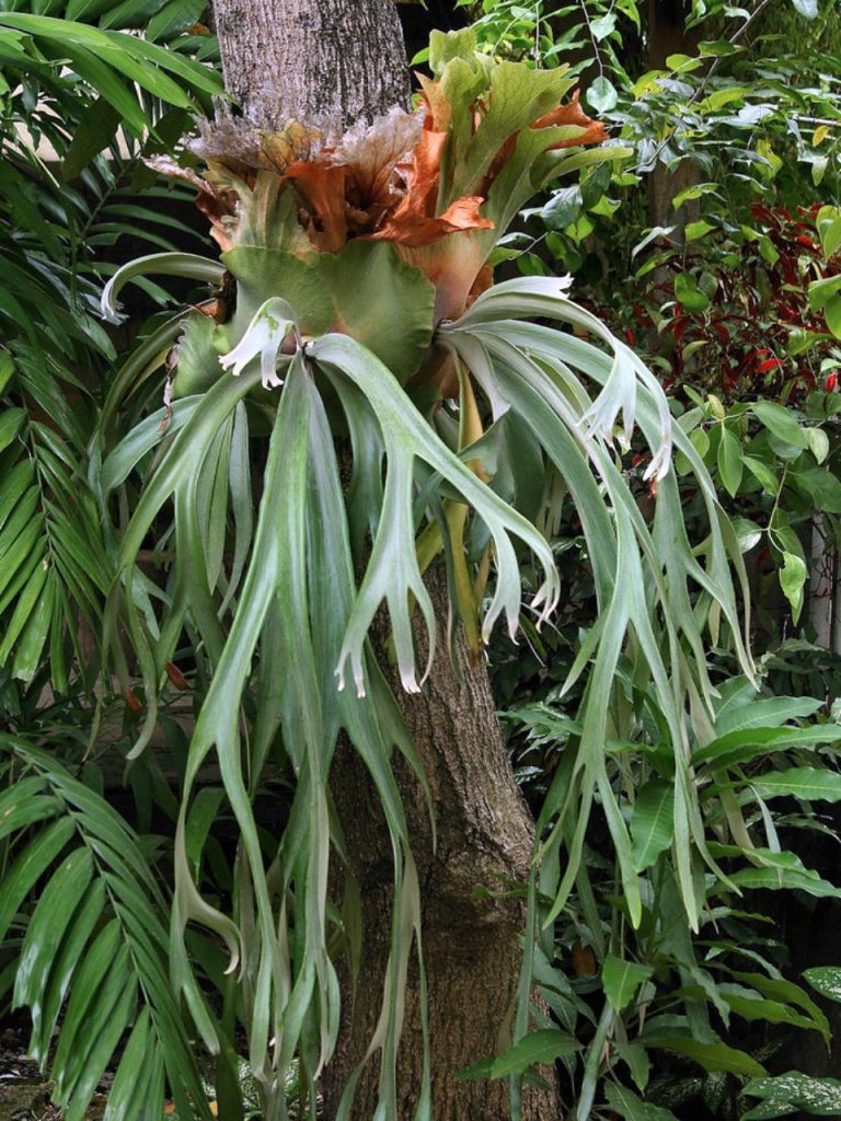 ビカクシダの原種18種類と品種ごとの自生地・特徴・育て方のまとめ