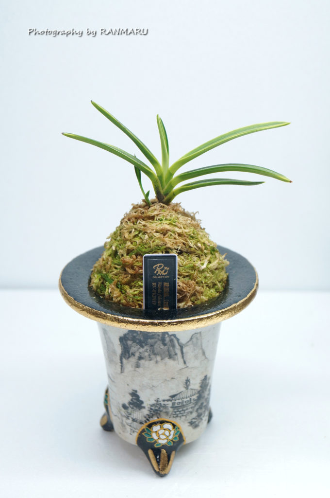 富貴蘭・建国縞が進化しています！ | BOTANICAL HEARTS ~植物で心に癒