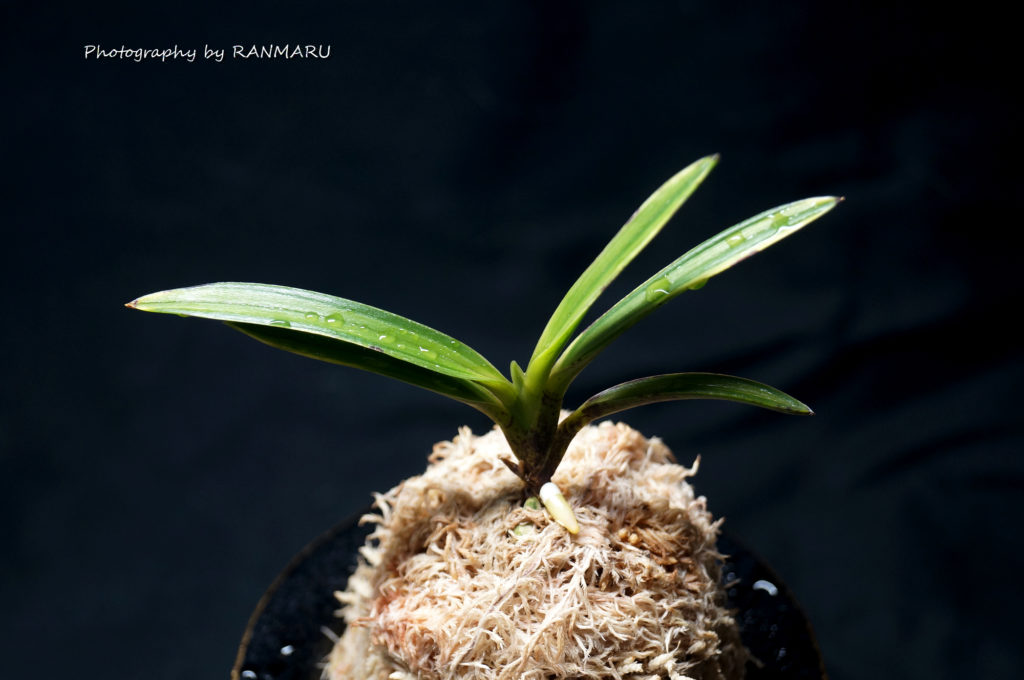 富貴蘭特別な建国殿白縞(総ルビー根) 【金星】富貴蘭「No.1