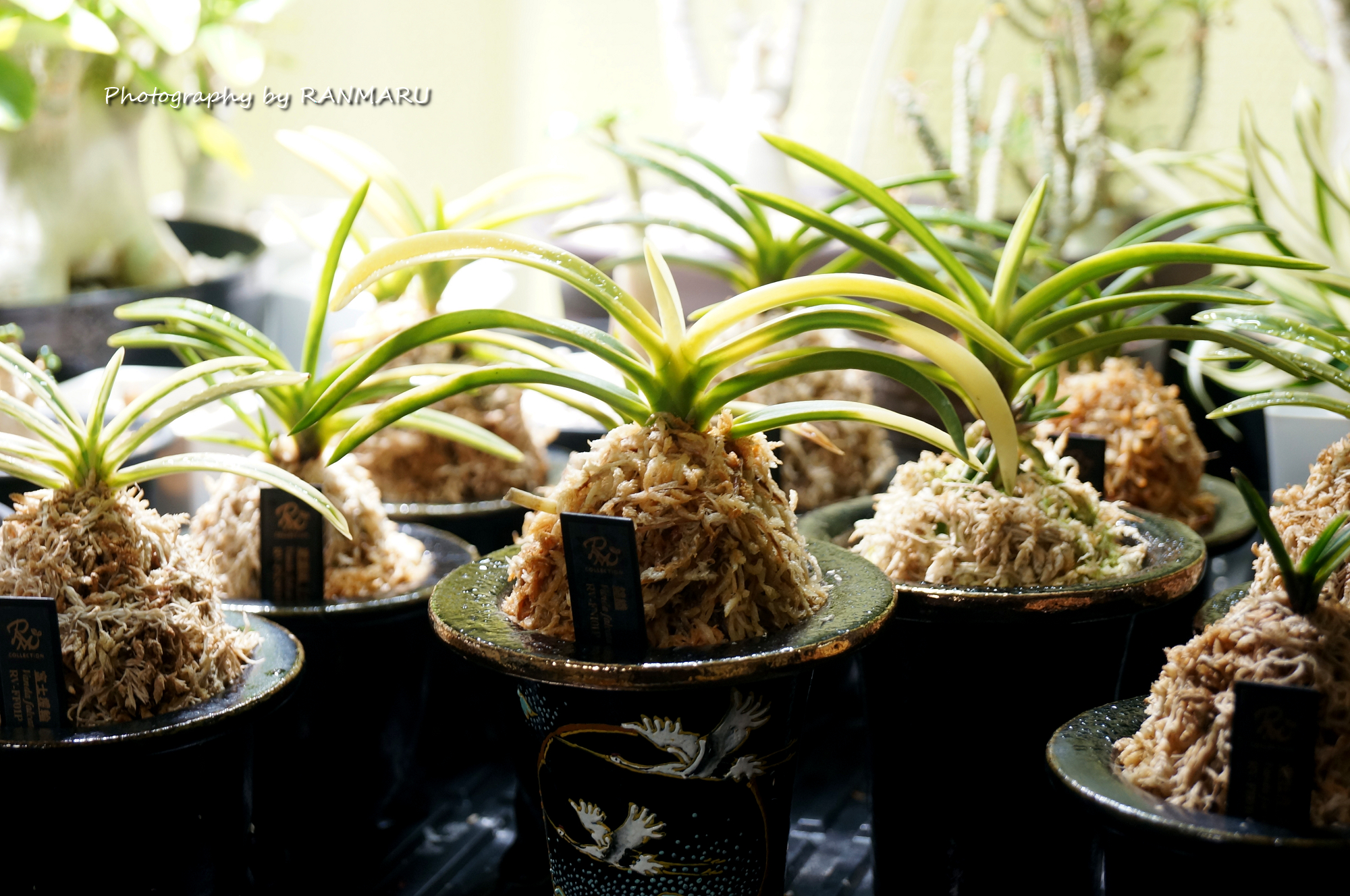 日本の観葉植物【富貴蘭】の栽培を始めました！ | BOTANICAL HEARTS