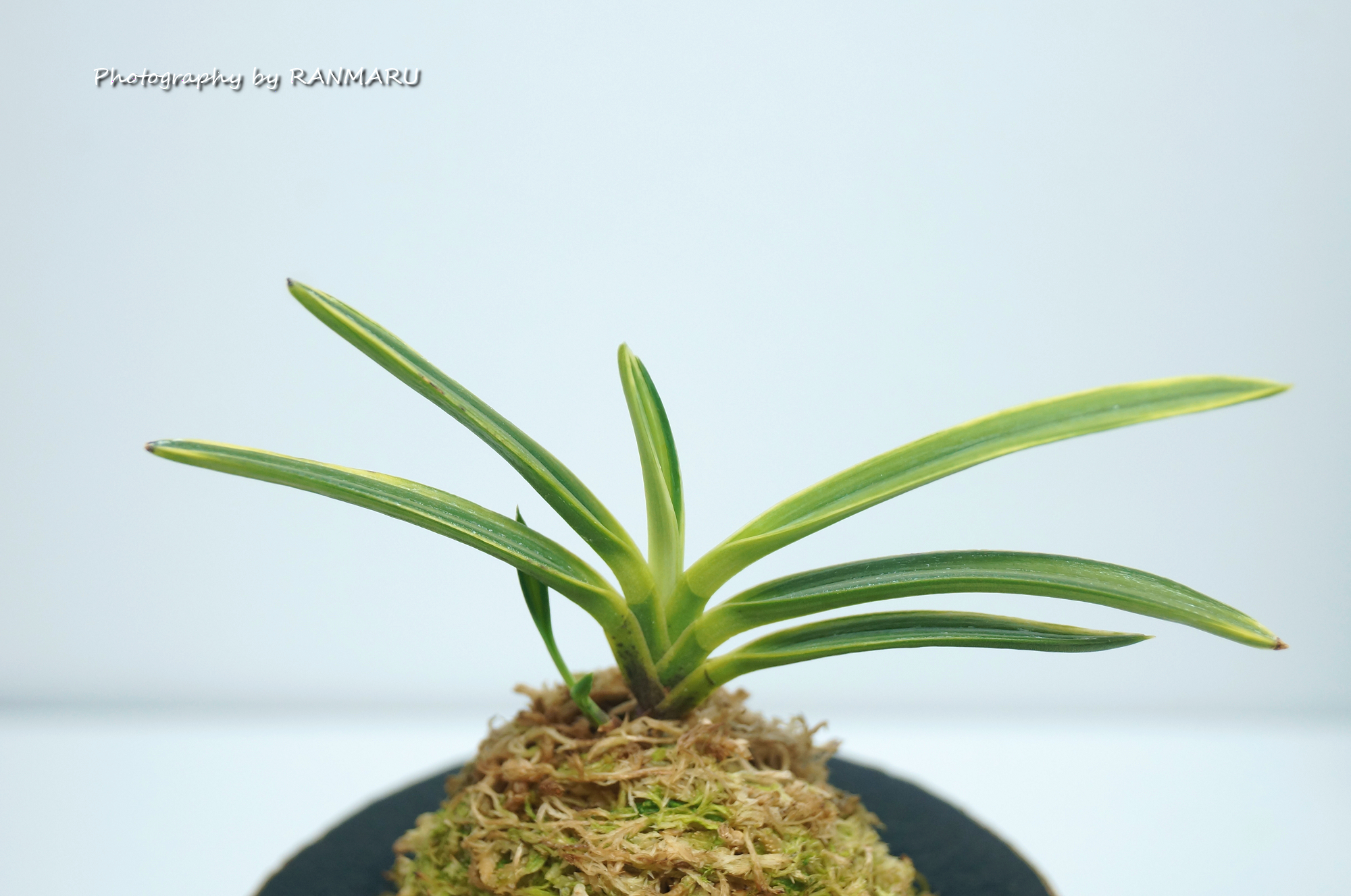 富貴蘭・建国縞が進化しています！ | BOTANICAL HEARTS ~植物で心に癒