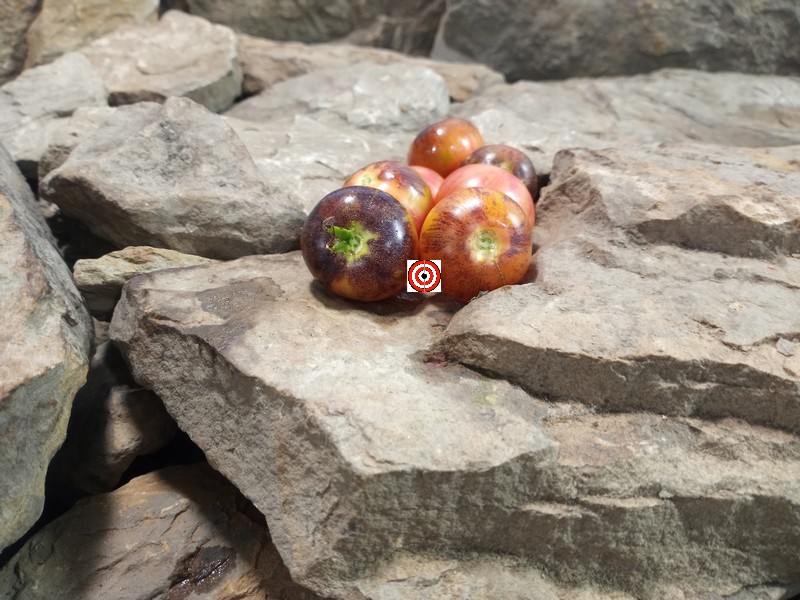 Dwarf Raspberry Burst Tomato Bounty Hunter Seeds Tomatoes