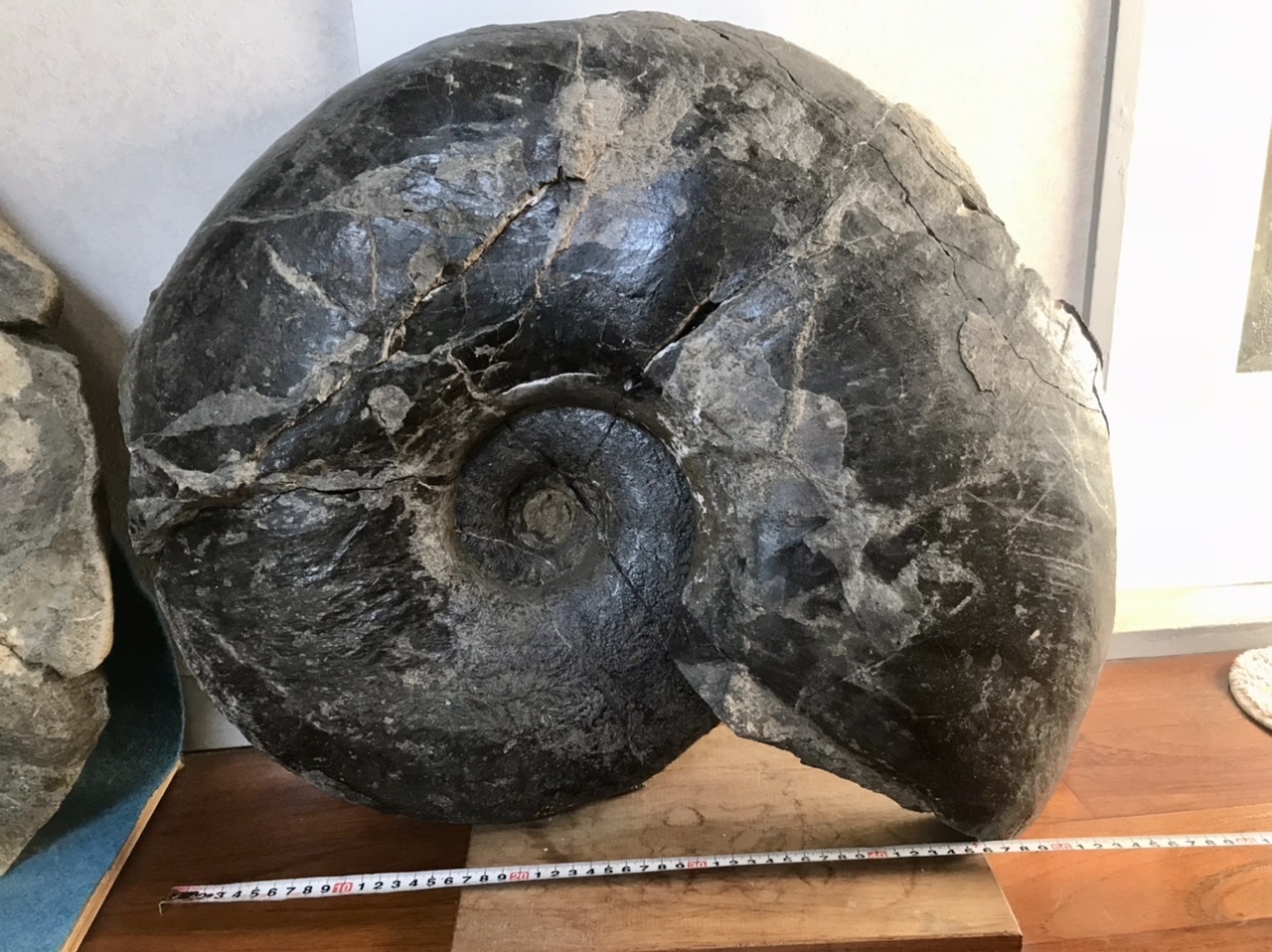 アンモナイト：パキディスカス科 - ニッポノポンの化石ブログ