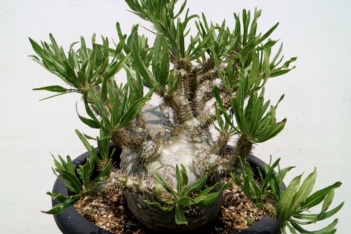 Shabomaniac! コーデックス（塊茎塊根）