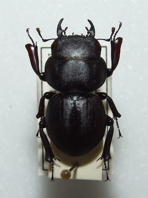 ハワイハネナシクワガタ | いつもどこでも虫日和（主にセミ）