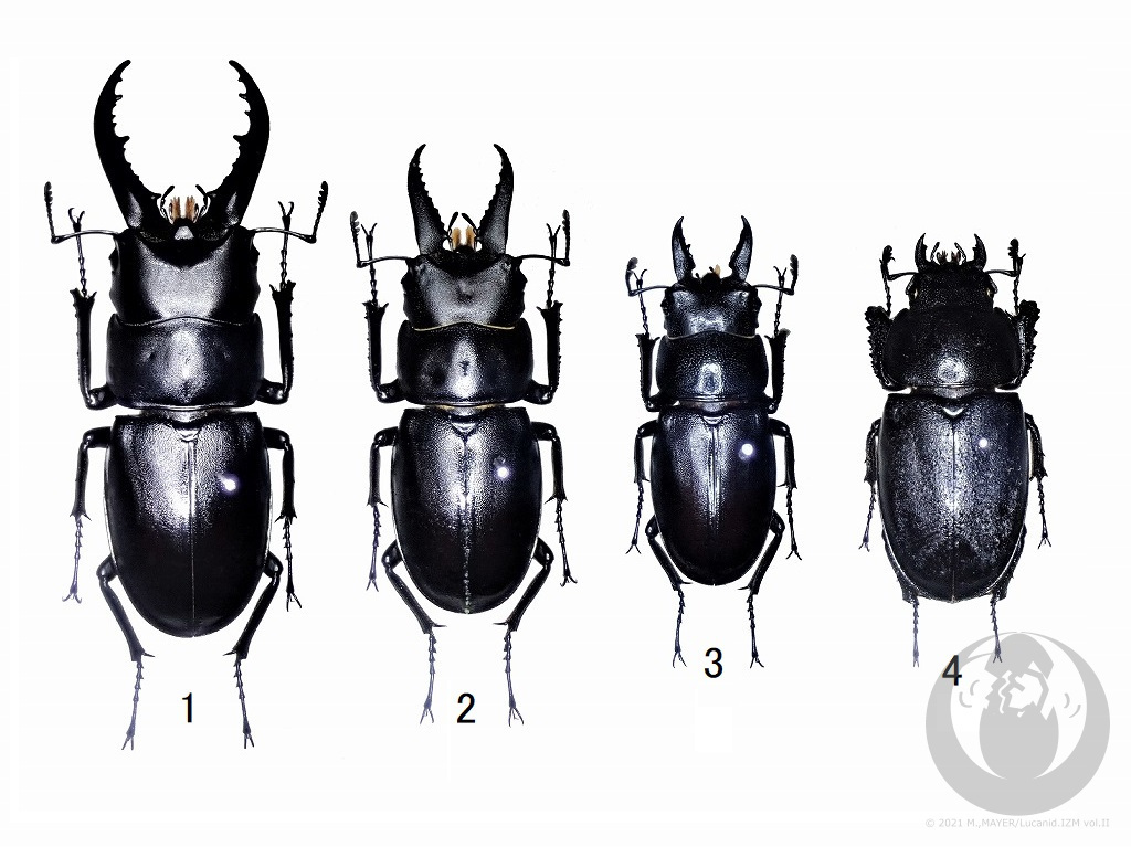 ハチジョウノコギリクワガタについて - Lucanid.IZM Vol.II -日本産