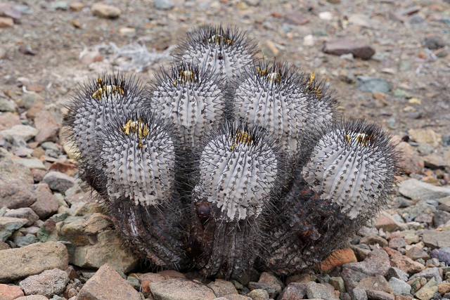 Shabomaniac! コピアポア属 その自生環境