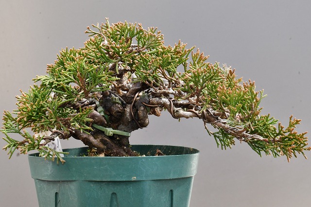 寄せ植え真柏 ザルへ植替える | 盆栽備忘録 PartⅣ