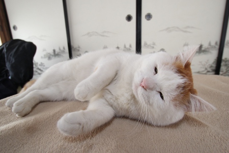 おねむ・・ | かご猫 Blog