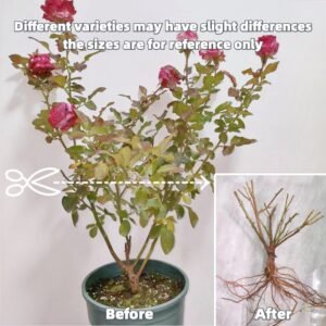Mint Tea Rose Plant | 薄荷茶– bloommyrose.com