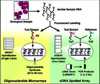 洋書】DNA MIcroarrays and Gene Expression 洋書】DNA MIcroarrays