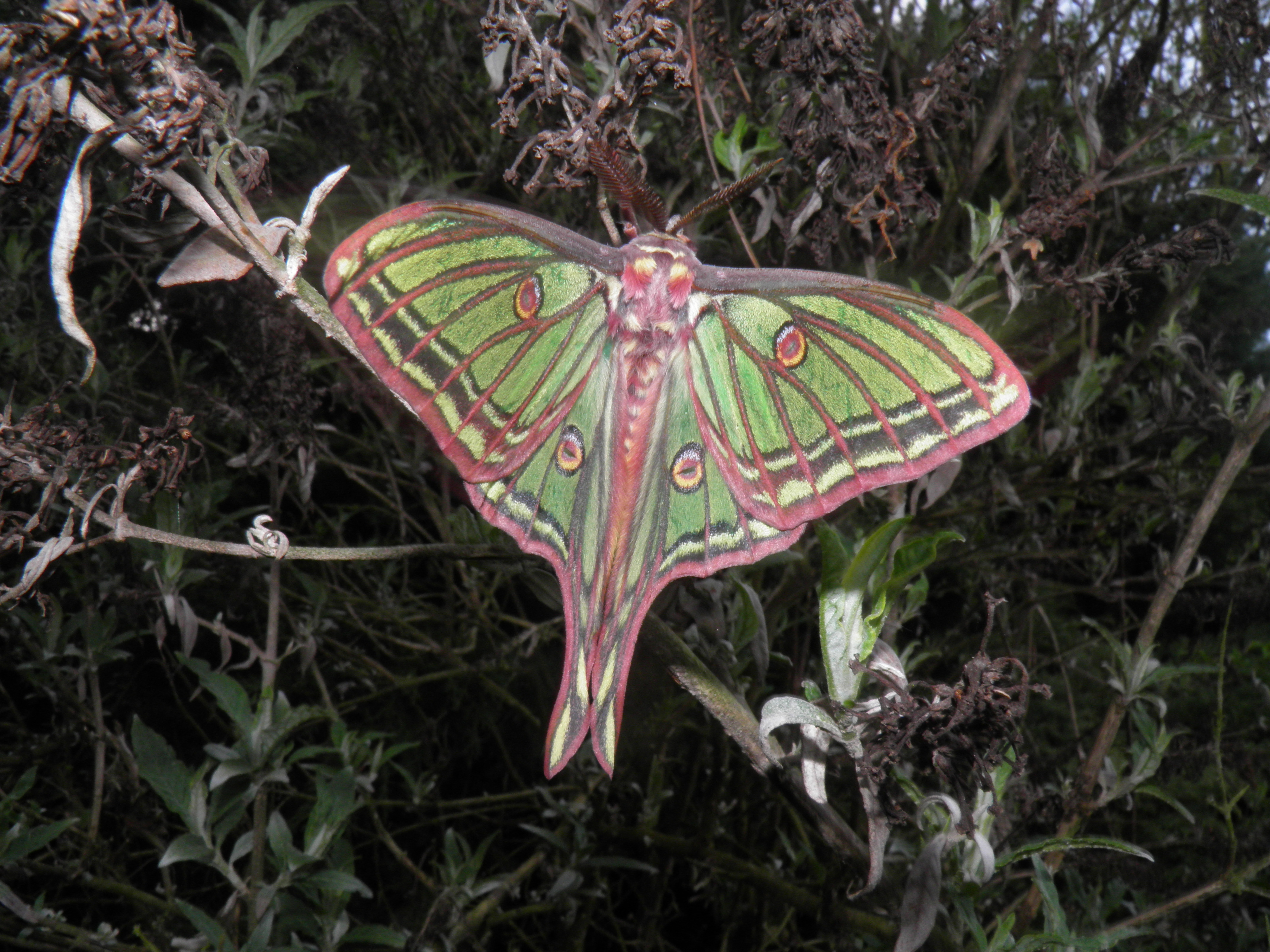 イザベラミズアオ ♂ Graellsia isabellae Graellsia isabellae