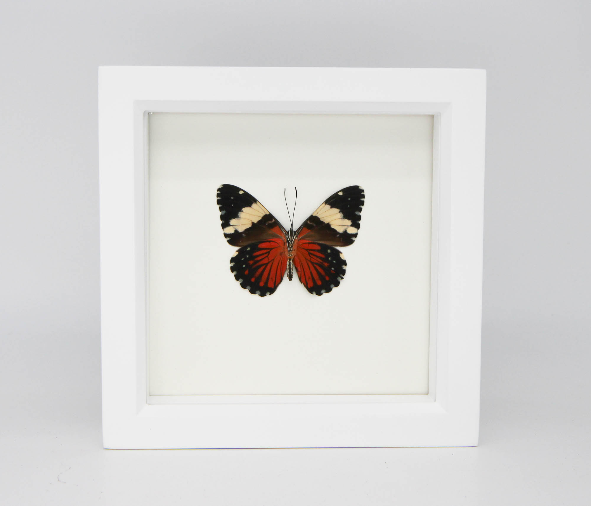 INORAN/2008 Butterfly Effect+〈2枚組〉 INORAN/2008 Butterfly