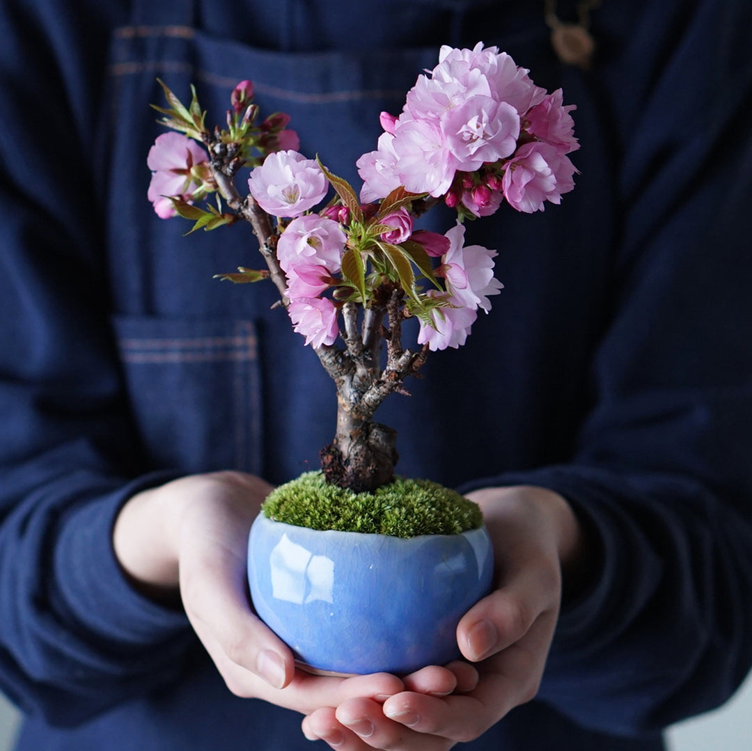 石木花 旭山桜（受け皿セット）ギフトにも最適なミニ盆栽 – By Emotion