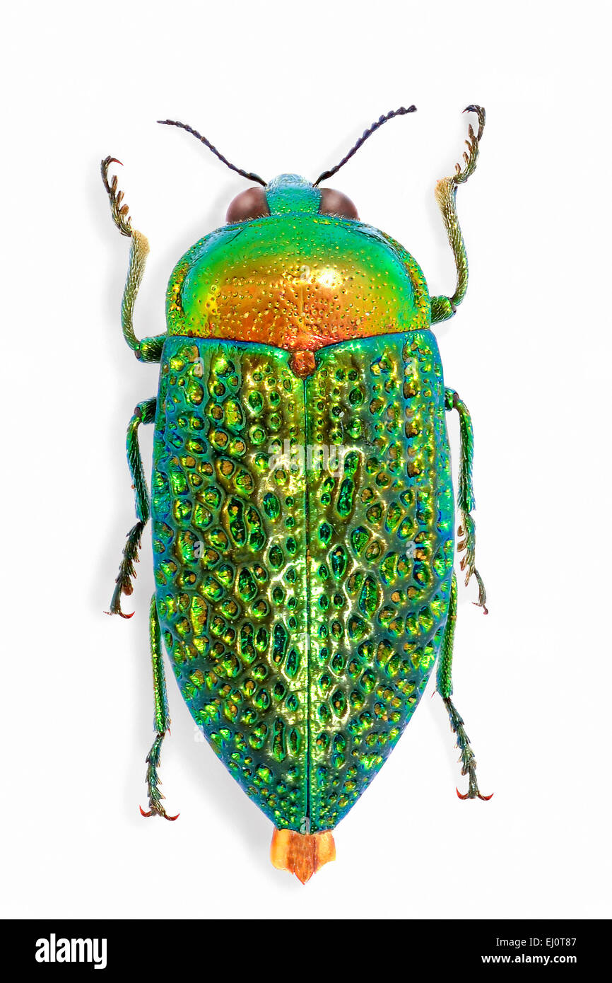 Stigmodera hi-res stock photography and images - Alamy