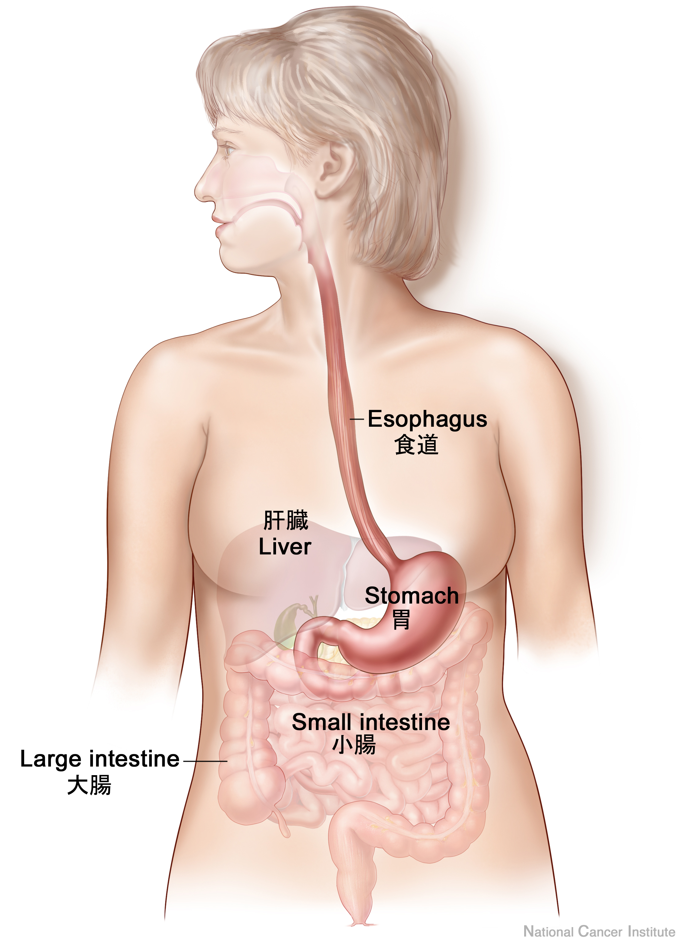 がん情報サイト | がん情報各論：[患者さん向け]胃がんの