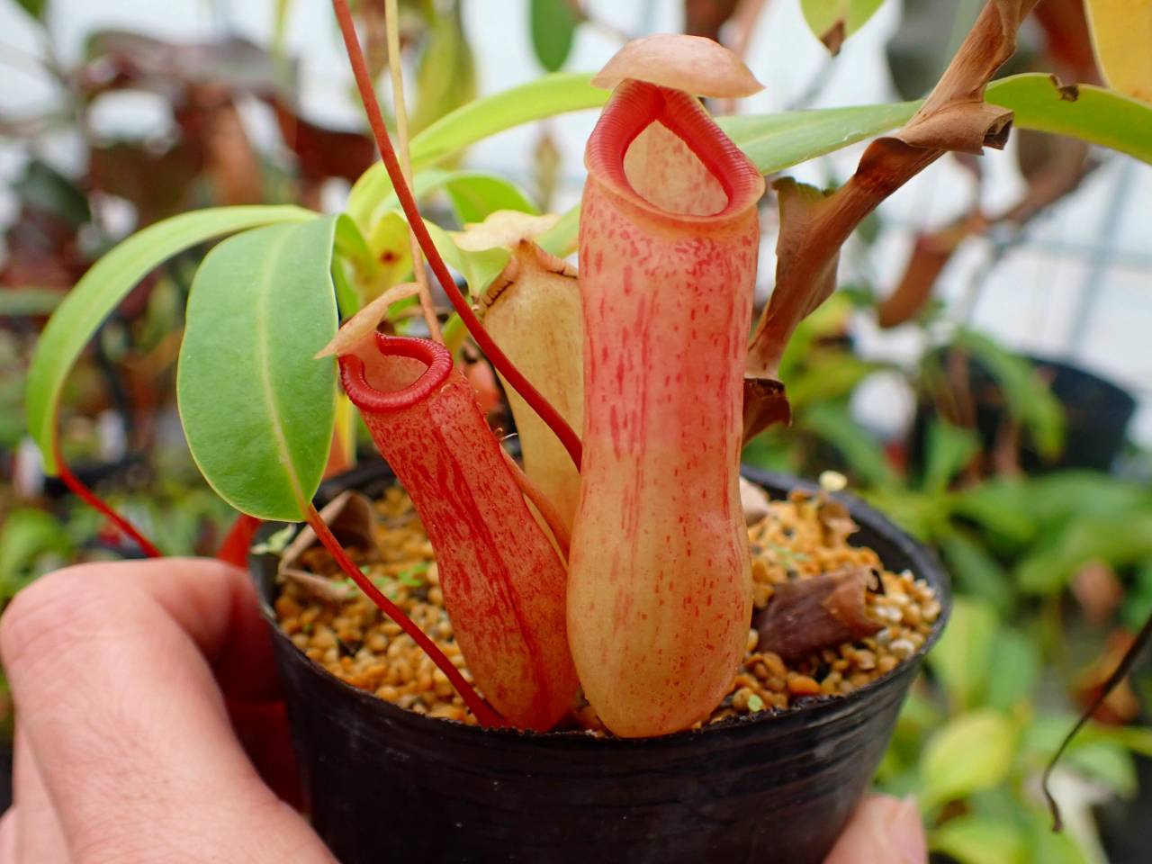 R427 5-3 #BBB N. ventricosa `seedling Select' 山本 - Y's Exotics