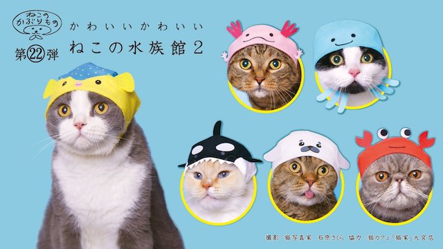 愛猫がカニやクラゲに変身！猫のかぶりものシリーズに水族館の第2弾が