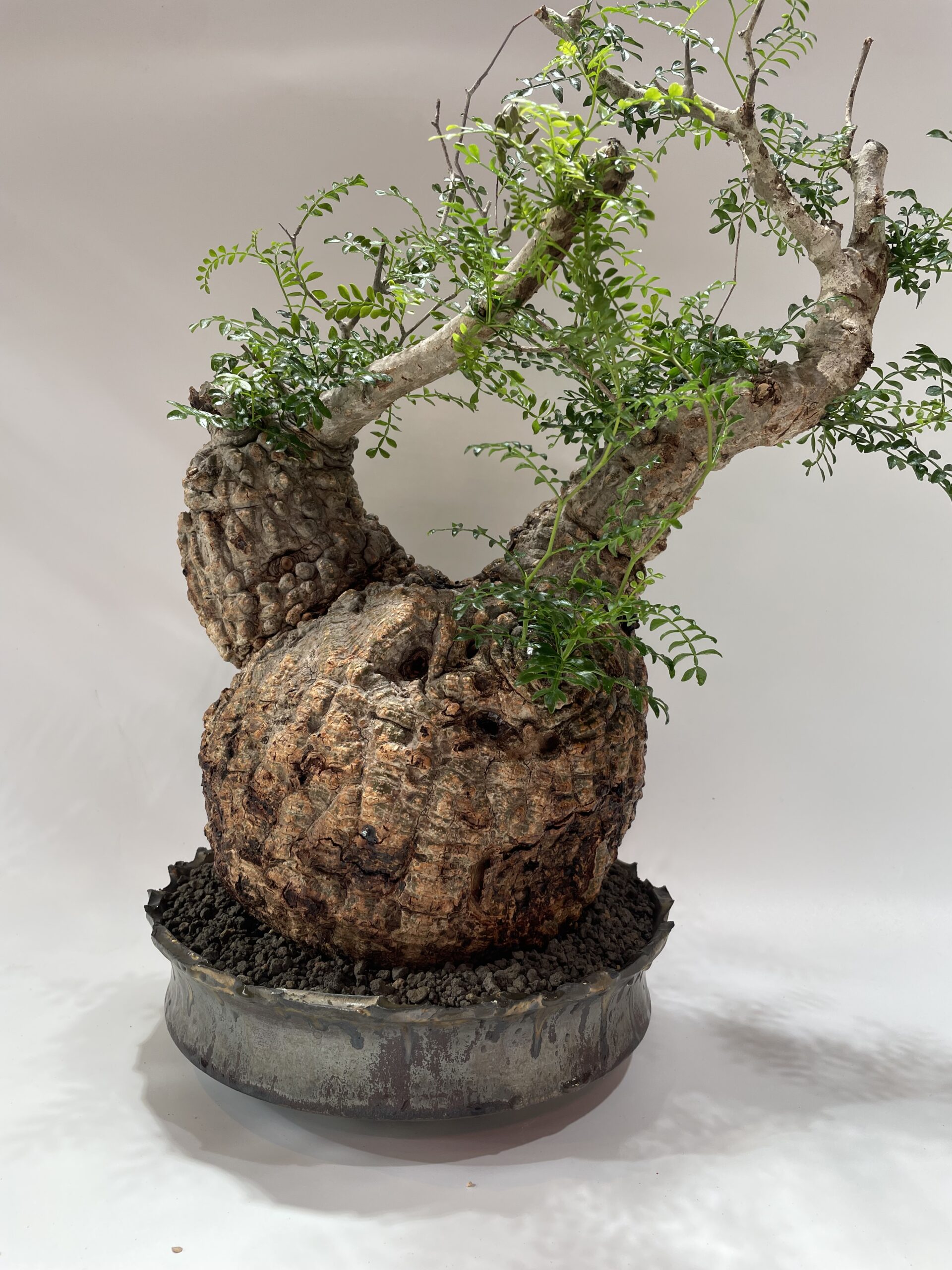 Operculicarya Pachypus オペルクリカリア・パキプス – Caudex