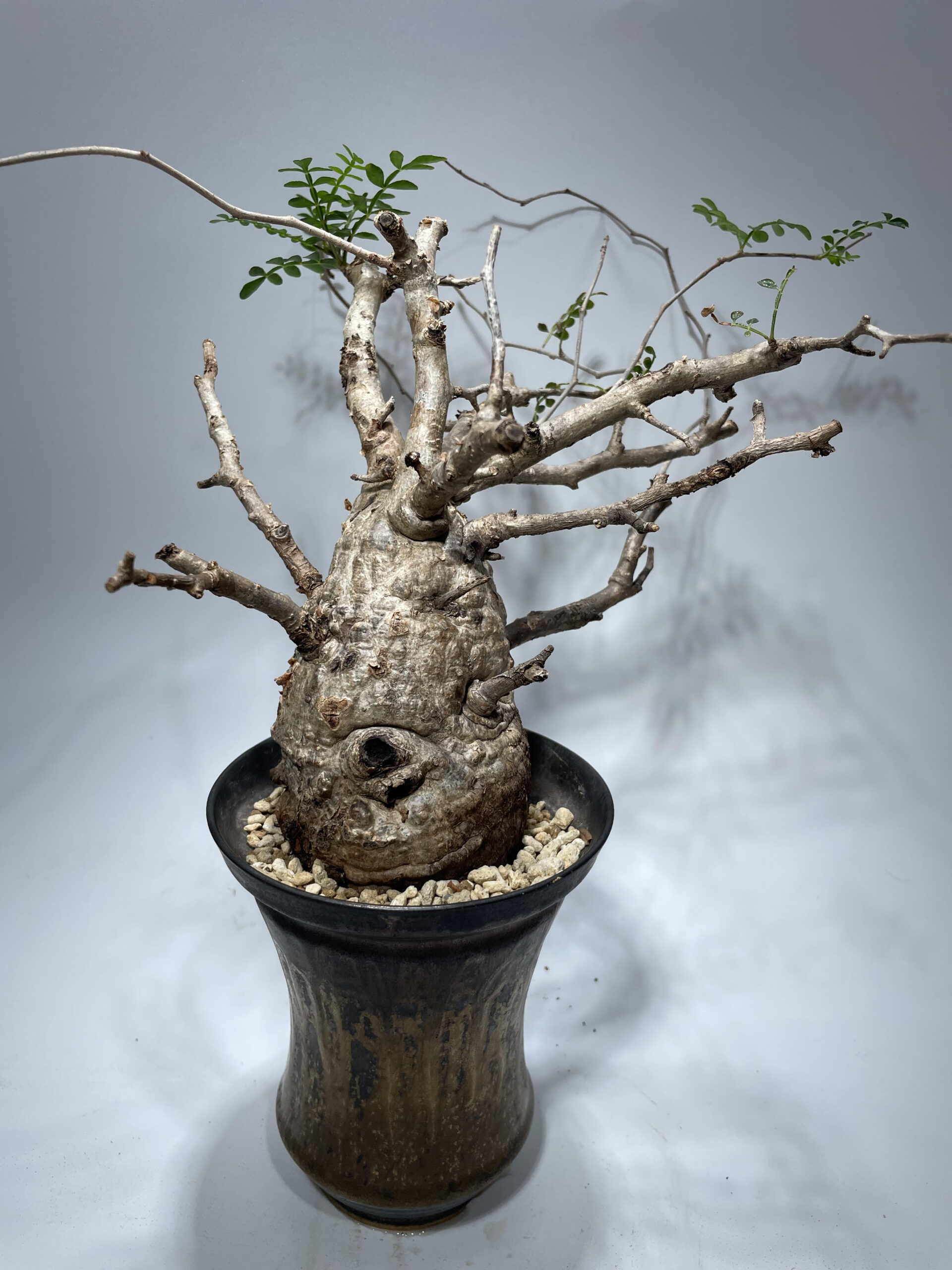 オペルクリカリアパキプス パキプス 現地球 発根済み 【公式通販】