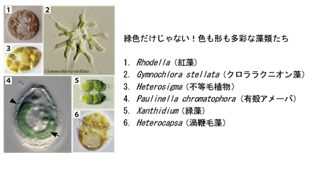 細胞内共生進化が生んだ華やかなる藻類の世界 | 筑波大学生物学類