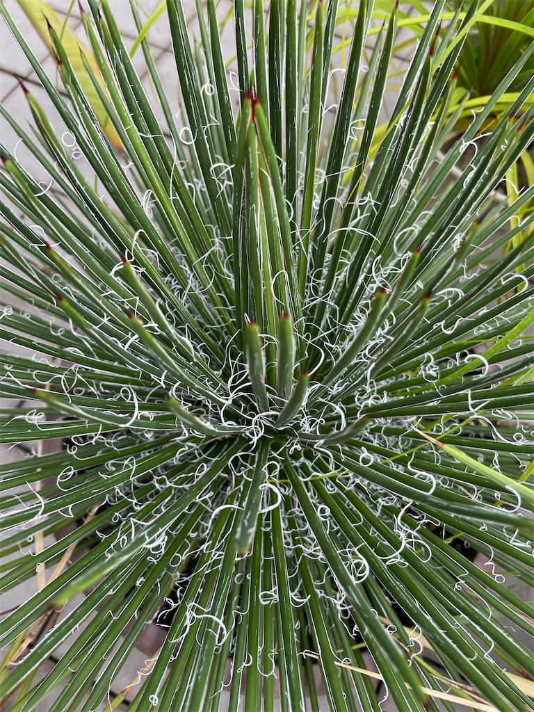アガベジェミニフローラ【定点観測】 - もらとりあむ