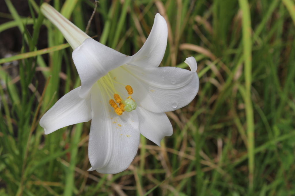 タカサゴユリ - 愛すべき雑草たち