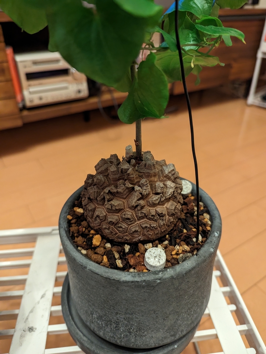 2023年、早速新しい亀甲竜をゲットしました！＋実生5年目アフリカ亀甲