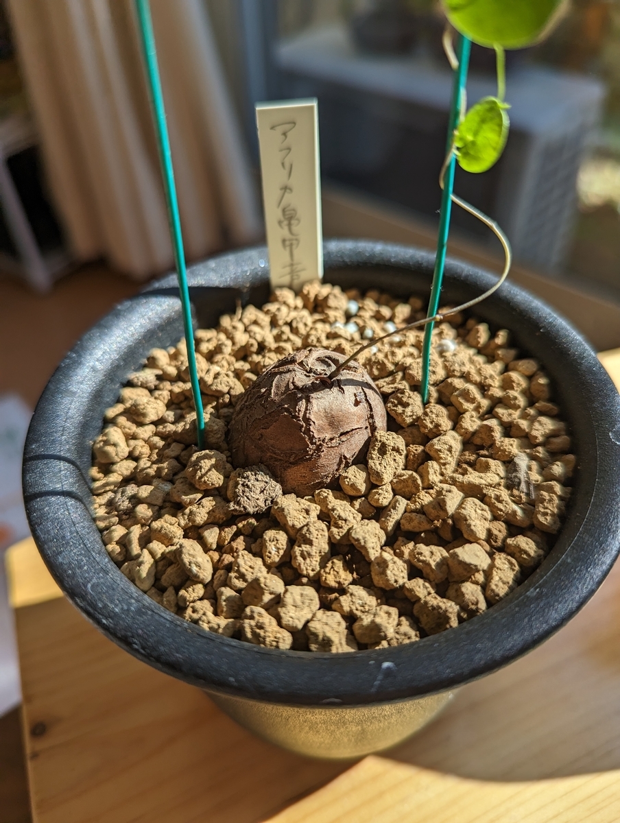 2023年、早速新しい亀甲竜をゲットしました！＋実生5年目アフリカ亀甲